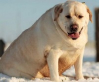 宠物肥胖及危害