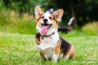 宠物的体重管理！