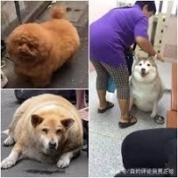 奶奶养的狗容易胖成猪？科学家：可能是变异了