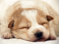 如何解除宠物肥胖的问题