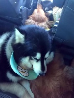 韩寒爱犬靠着金毛睡大觉，体型却暴露了问题，这四点帮狗子减重！