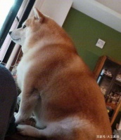 宠物过度肥胖会导致什么后果