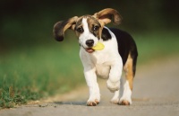 如何预防宠物肥胖，进来看看，方法有这些