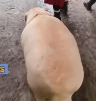 远看前面有人在遛宠物，凑近看清后语塞了：这是喂猪饲料长大的？
