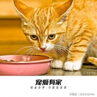 均衡营养，对猫咪到底有多重要