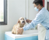 春节后宠物饮食健康引发关注，疯狂小狗因营养均衡成优质之选