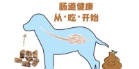 如何应对“高蛋白”宠粮带来的肠负担