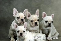 法国斗牛犬，一生当中不能缺少的5种物质，你能满足它吗？