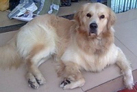 怎样让宠物健康生长