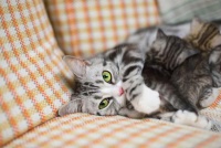 如何科学又营养给猫咪搭配营养餐？这些营养规则指南你得知道