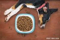 养宠物必备知识：如何为你的宠物选择最好的食物