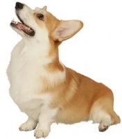 宠物猫咪和狗狗这样可以营养均衡