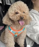 长寿泰迪喂养攻略！日常吃食和习惯是关键