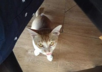 辟谣，脂肪肝是宠物富贵病？实际上，营养不均才是肝脂肪化的元凶