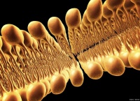 宠物饮食中脂肪和碳水化合物哪个更重要