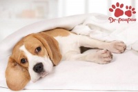 普安特：为什么高碳水食品会导致犬得胰腺炎？