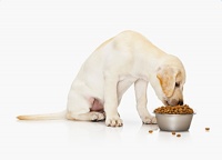 狗狗能吃猪肺么？