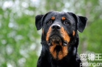 杜宾营养餐怎么搭配