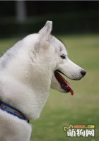 适当给宠物狗补充四类犬粮