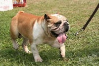 宠物需要的碳水化合物、矿物质