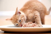 猫咪需要碳水化合物吗？