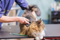 猫咪频繁掉毛是什么原因？揭秘猫咪掉毛背后秘密与护理知识
