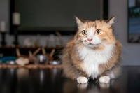 猫掉毛严重怎么办？实用小妙招助你轻松应对宠物毛发问题！