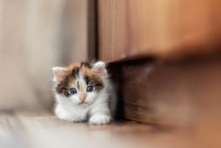 猫咪掉毛秃了一块？原来这些原因让你意想不到！