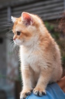 猫和狗，谁最容易掉毛，不好打理
