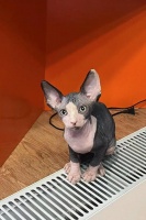猫咪面部毛发脱落原因及应对方法