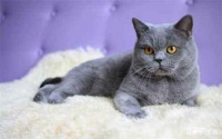 英短蓝猫吃什么可以控制掉毛