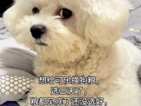 #科学养宠攻略 #萌宠好物 中博特狗狗专用犬用羊奶粉宠物营养75g15条富含牛磺酸健康补充剂#狗粮推荐 #狗狗护理 #狗粮推荐