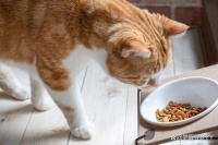 揭秘！让猫咪“时光加速”的四大饲养陷阱：你中招了吗？