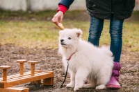 掉毛厉害的常见宠物犬，要想饲养，请考虑清楚