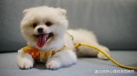南京心理咨询中心：你养宠物吗，心理功能上的意义不可忽视