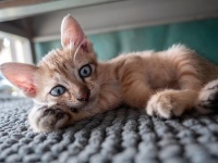 不想养猫了又送不出去怎么办