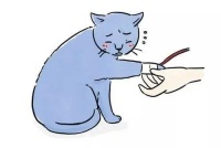 猫咪体检项目大较真（上）