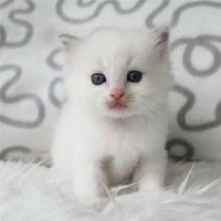 小奶猫的护理知识（下）