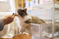 怎么养好宠物猫的胃？猫咪胃部的护理知识！进来看看吧