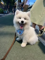 宠物日常,