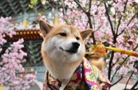 柴犬护理知识之冬夏篇。