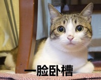 铲屎官为伺候喵星主子开发了新利器 你们感受下
