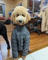 狗子咬破羽绒服，铲屎官罚它穿上，结果...这也太帅了吧！