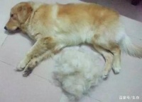 狗癣脱毛能不能长好
