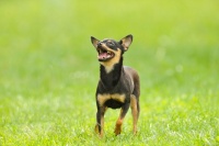 小鹿犬的十大不养的原因