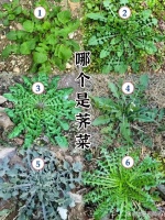 可定制的高颜值儿童眼镜 皮皮狗眼镜