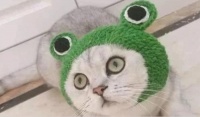 女子看到一顶可宠物帽，买回来给自己的猫戴，戴上后却忍不住笑喷