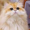 猫狗专用滴眼液快来解救他们的红嘴毛~。我的眼液真的是猫狗
