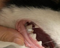 狗狗长蛀牙怎么办？（宠物牙齿保健知识全解析）