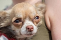 如何护理像吉娃娃这样的小型犬？